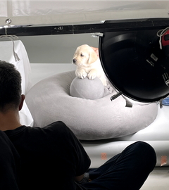 A behind the scenes image of a photoshoot with the Andrex puppy staring at the camera