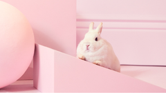White rabbit in a pink environment
